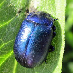 Oreina caerulea Oreina caerulea